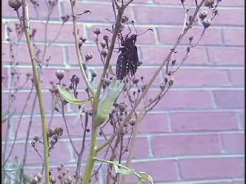 Painted Lady Caterpillar Food Recipe Painted Lady Caterpillar Food Recipe