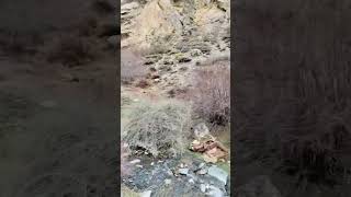 leopard attack 😱😱 mushkil se bache #mountain #lepord #wildlife #wildanimals