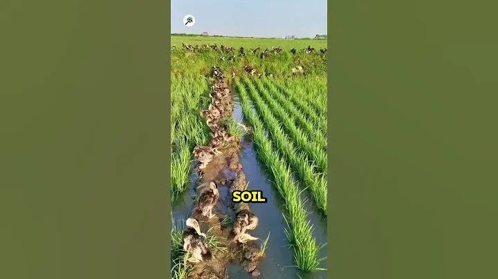 Rice Duck Farming in China #shorts