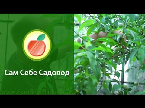 Как прореживать завязи персика