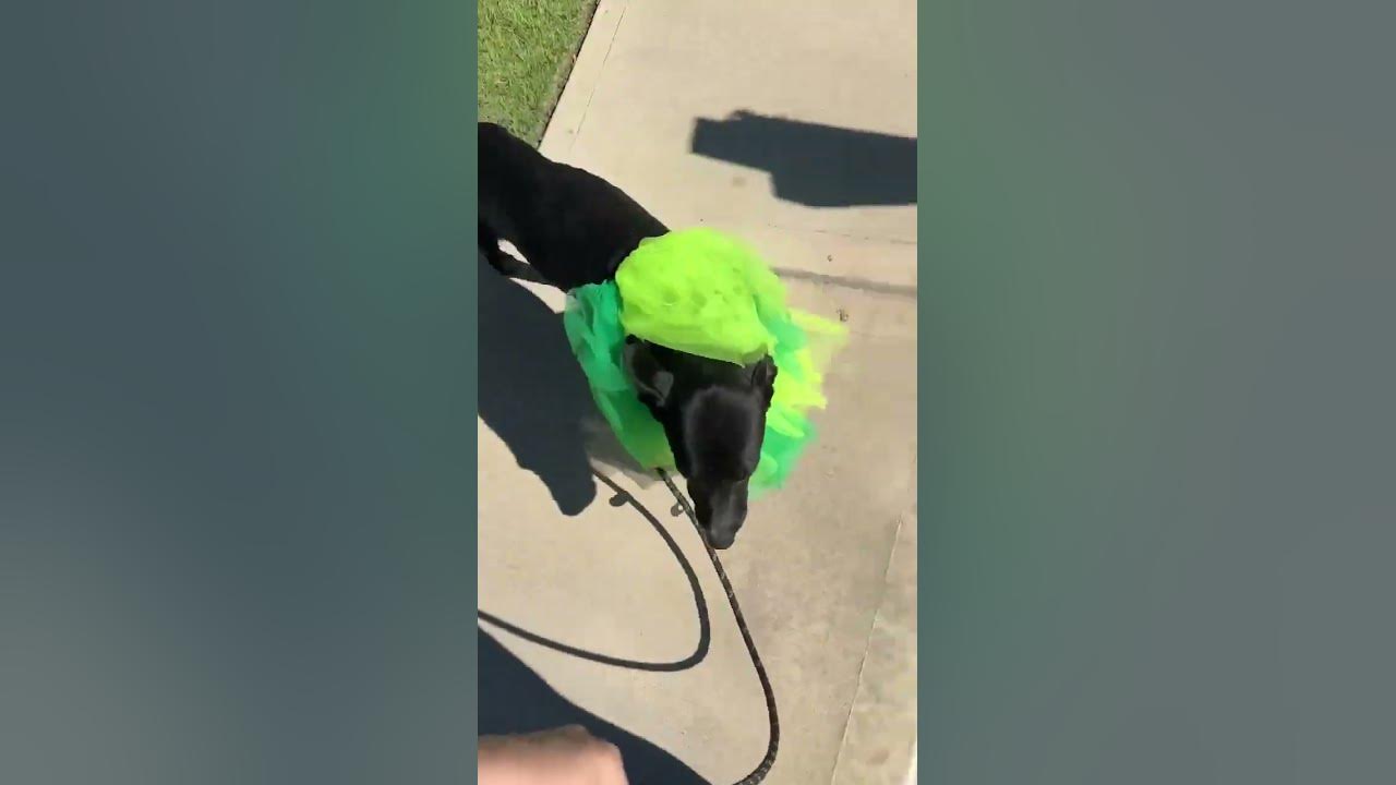 Brie A1903550 is a Velcro dog YouTube