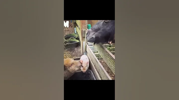 Watch the video about Funny Cats😹and Dogs 🐶 - Awesome Pet Animals Videos 😍 #shorts #2021