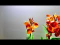 カンナの開花(花の開花#772) / Flowering canna (Timelapse)