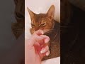 ひめの日常2　#shorts  #猫  #子猫  #猫のいる暮らし  #猫好きさんと繋がりたい　#アビシニアン thumbnail