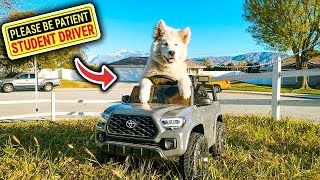Baby Husky Driving A 2024 Toyota Tacoma