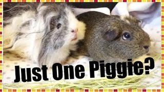 MOST ASKED QUESTIONS: One or More Guinea Pigs? | Squeak Dreams