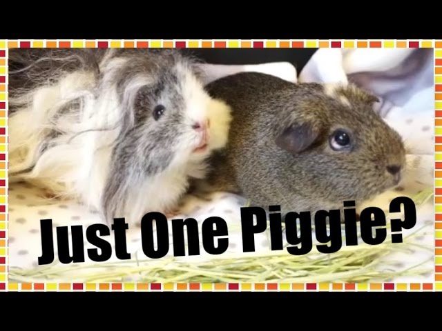 Most Asked Questions: One Or More Guinea Pigs? | Squeak Dreams - Youtube
