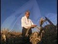 La chanson des blés d'or