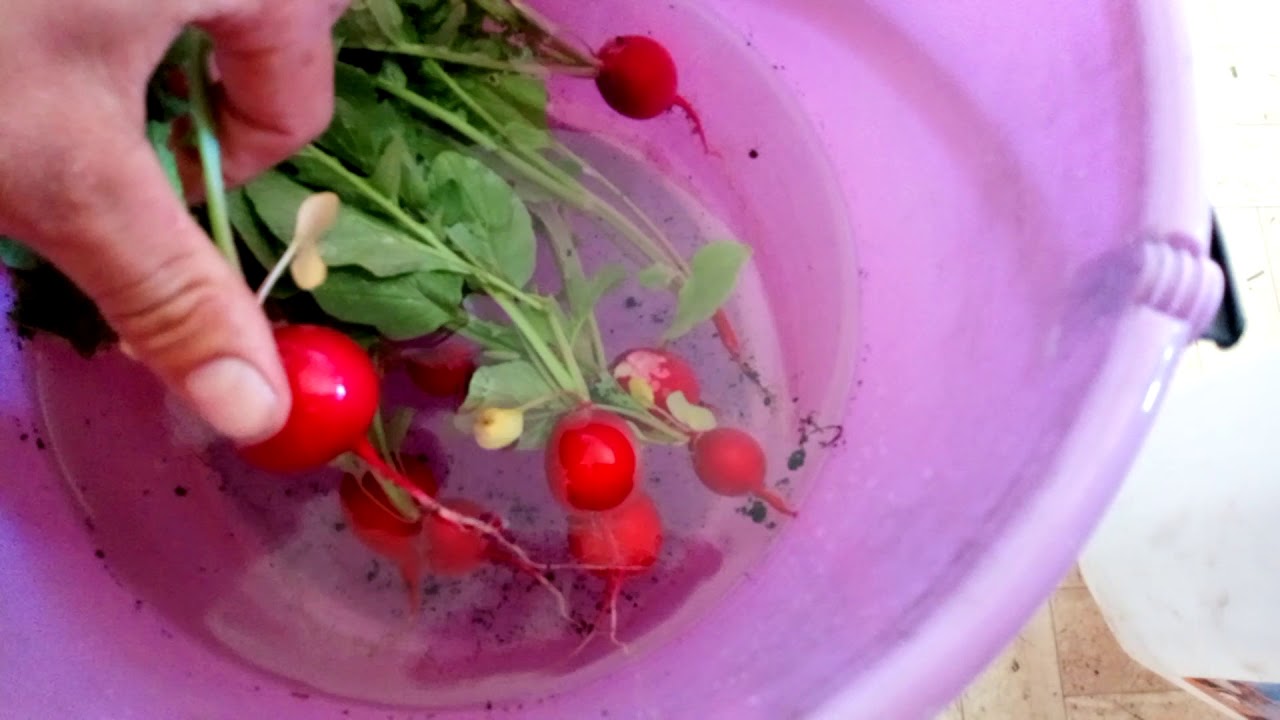 Big radishes with precedence for indoor growing 29.06.2020 YouTube