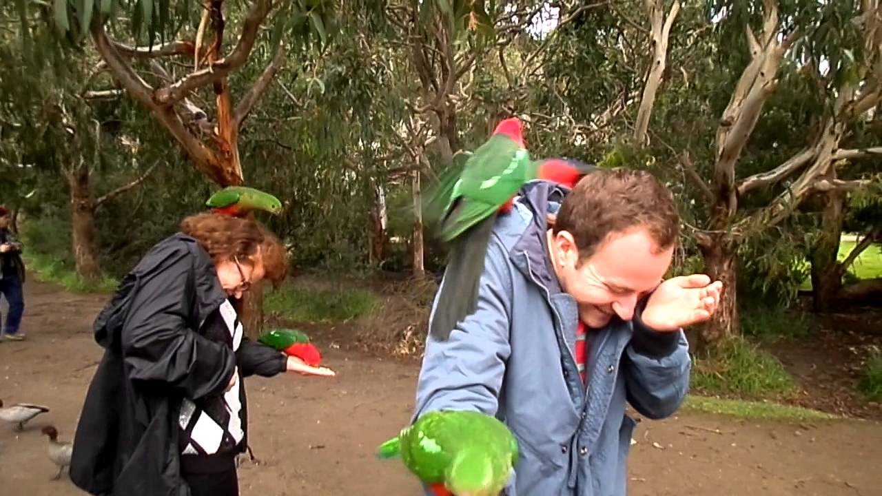 I tried to overcome my fear of birds. Bad idea! - YouTube
