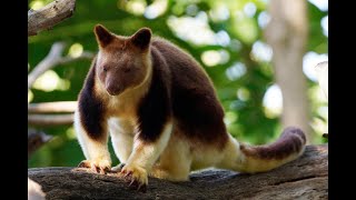 Необычные животные Австралии | | Amazing animals of Australia 🐨