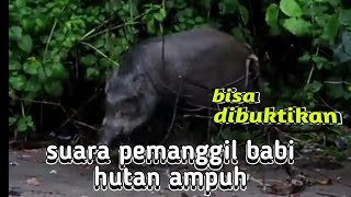 suara pemanggil babi hutan ampuh