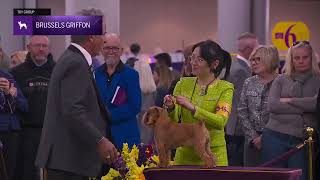 Brussels Griffons | Breed Judging 2026