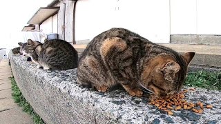 カリカリを貰って食べる猫島の野良猫