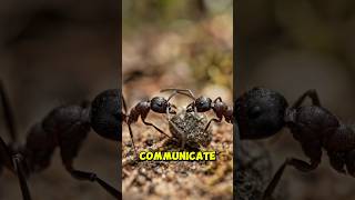 The Secret Underground City of the American Harvester Ant 🐜 #Shorts