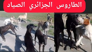 الطاروس الجزائري لصيد