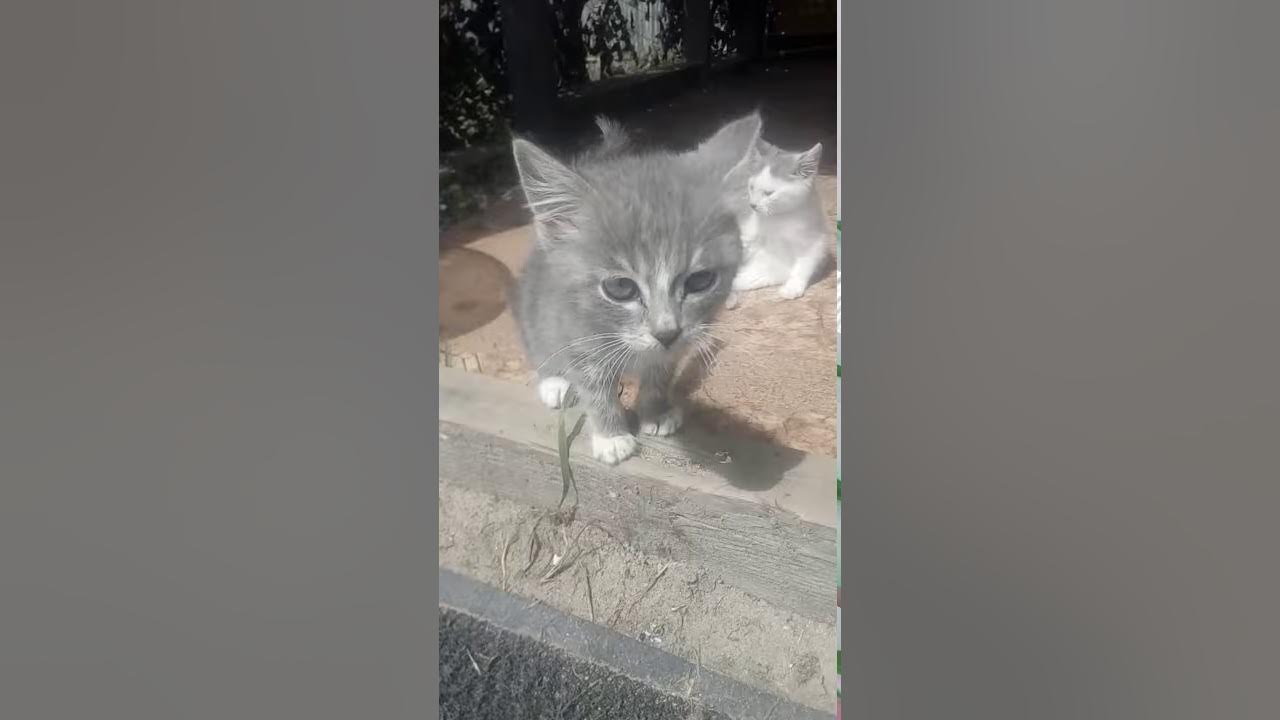 Брошеные котята - YouTube