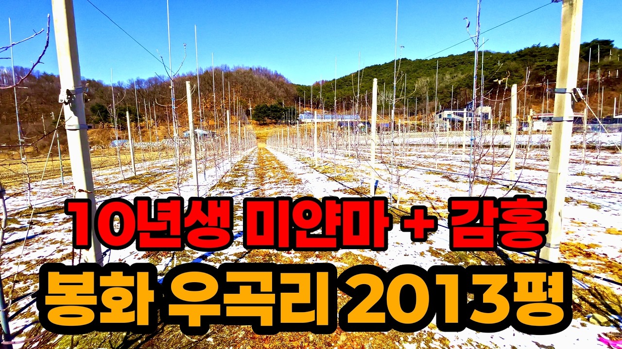 [매물번호133]봉화 봉성면 미얀마 사과 과수원