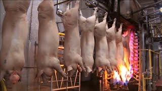 Amazing Modern Pig Slaughter Process - You won&#39;t believe your eyes !