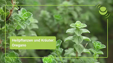 Was passiert wenn man zu viel Oregano isst?