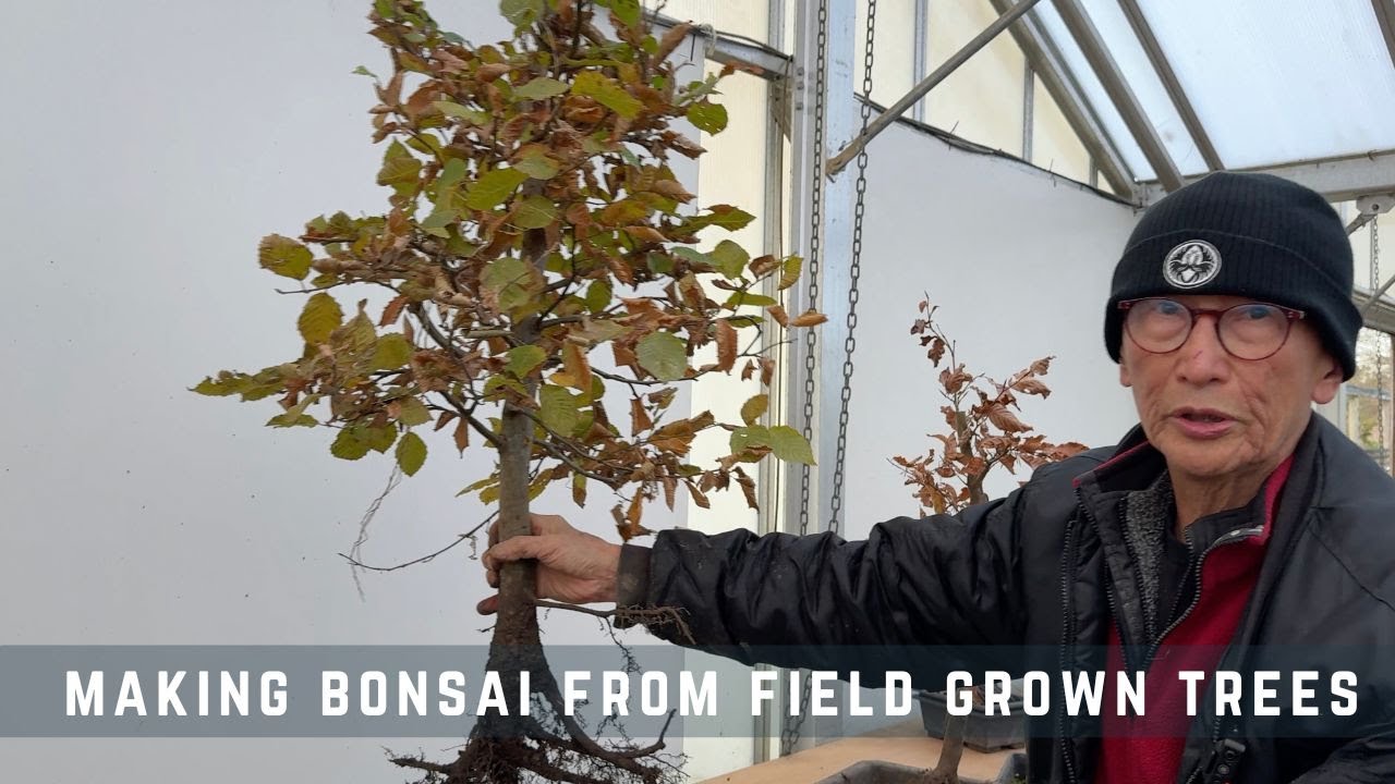 Создание бонсай из выращенных в поле деревьев