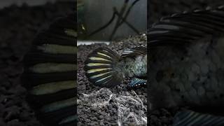 Channa Pulchra Big Size channapulchra