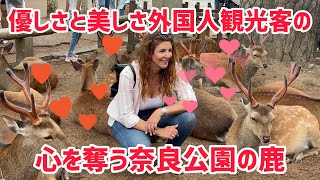 優しさと美しさ外国人観光客の心を奪う奈良公園の鹿❤