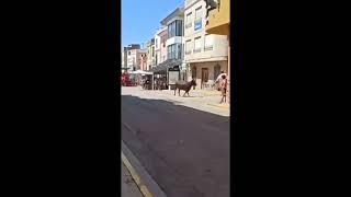 🐄😅 Cuando te da la vaca y ni te inmutas #8: calma y humor en el corral 😅🐄