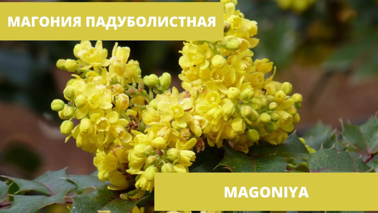 Лекарственные растения. Магония падуболистная. Польза и вред.