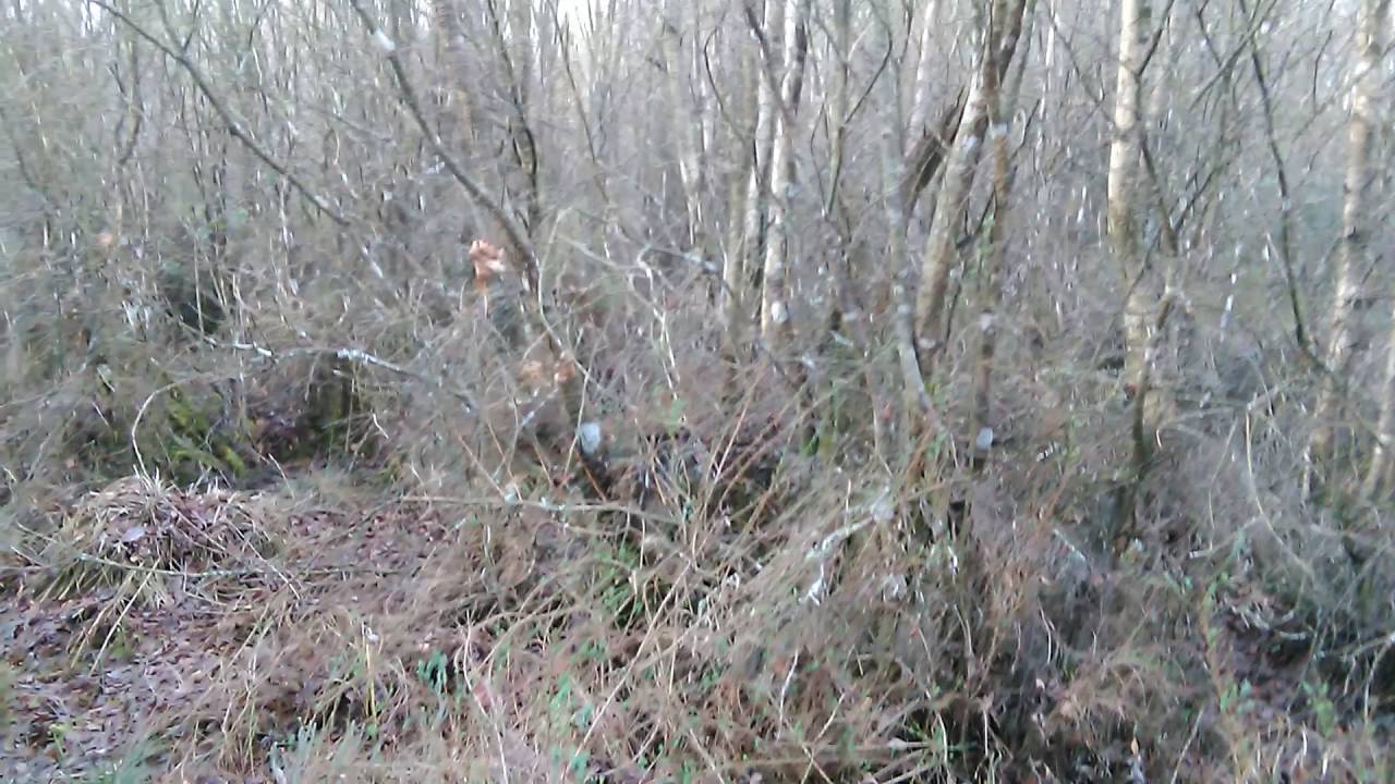 Caza de becadas galicia (esta indultada)