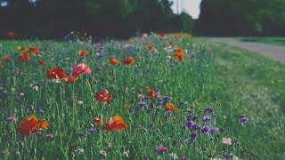 FREE!!!!  4K Motion Background - Trail of Flowers