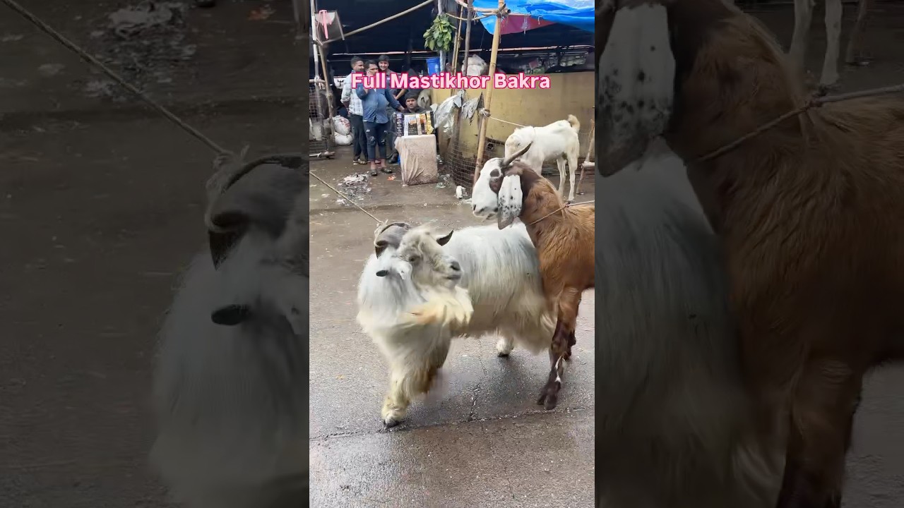 Full Garam Mastikhor Bakra In Deonar Bakra Mandi
