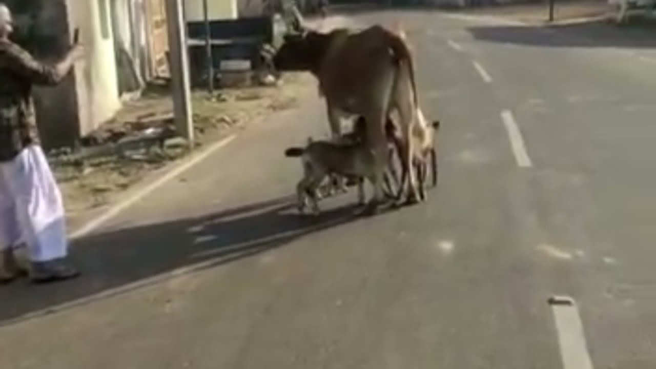 गाय ने बकरी के बच्चों को दूध पिलाया !!Cow gives milk to goat's children !!