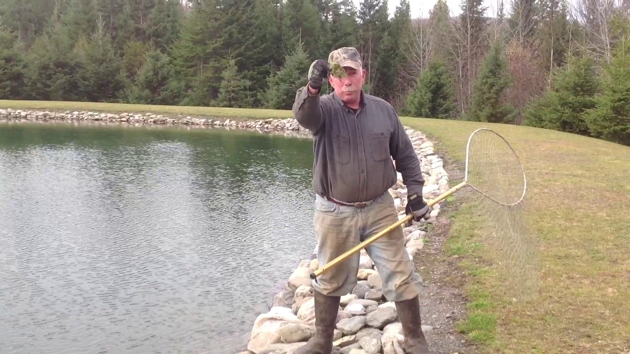 Maine Muskrat in Fishpond YouTube