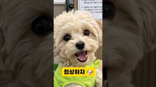 나 또 속았어요 😱😱😱#인터뷰 #interview #강아지 #cutedog #puppy