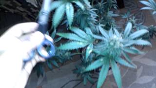 The Grow 420 Diaries - Harvest Day Part 1 CFL GROW (Jillybean x Unknown Strain)