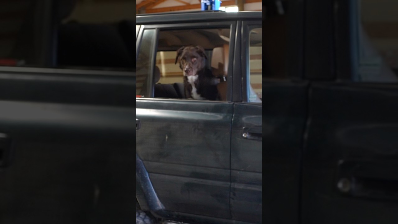 When my dog tried to back the Land Cruiser into the shop. Needless to say it was a disaster!