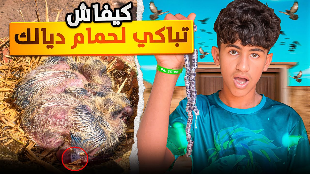 أجي تشوف كيفاش تباكي زغاليل🐥الحمام بطريقة سهلة😳