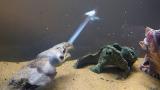 Cuttlefish feeding time (live fish)