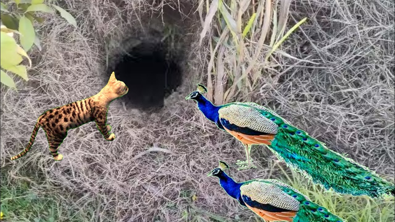 Unique Birds Trap | Easy Peacock Catch with Underground Hole....