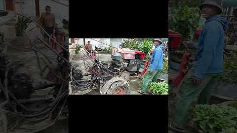 Tời cây vú sữa bầu 2 mét móc đâu xe công nông cầu đấy..#sonmdrak 