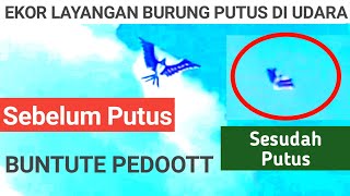 Story... Ekor Layangan Burung Putus di Langit