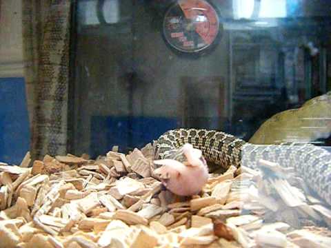 camera iphone 8 plus apk hognose eating