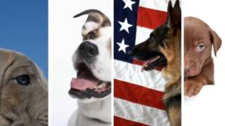 Critters Sitter, Inc - (404) 267-2730
