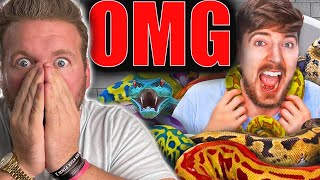 Millionaire Reacts to MrBeast Would You Sit In Snakes For $10,000?