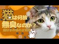 猫は何故無臭なのか？猫好きの猫の豆知識