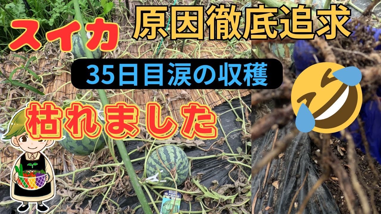 【スイカの葉が枯れて早めの収穫に】原因を調べるために根を掘り思わぬ結果が・・・？