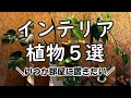 いつか部屋に置きたい！【観葉植物】５選