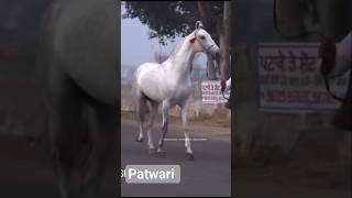 Legend Stallion PATWARI💕🔥