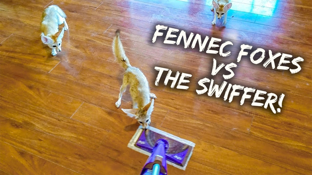 pets and animals for sale Fennec Foxes VS The Swiffer
